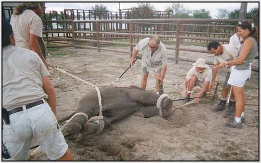 Training-Process-of-Young-Elephants-19