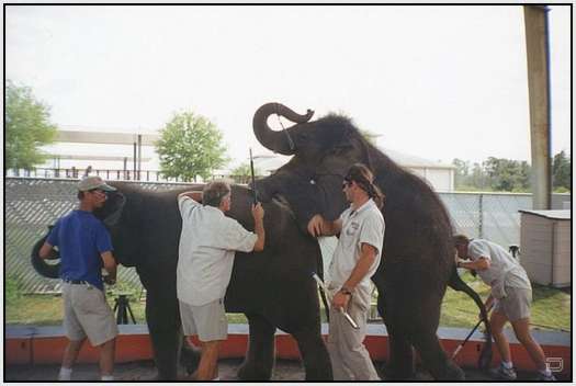 Training-Process-of-Young-Elephants-2
