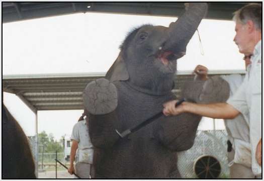 Training-Process-of-Young-Elephants-20