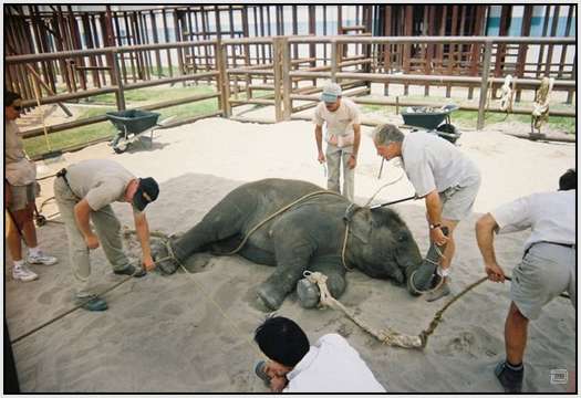 Training-Process-of-Young-Elephants-24