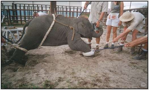 Training-Process-of-Young-Elephants-3