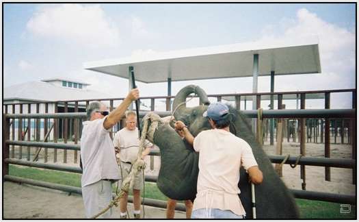 Training-Process-of-Young-Elephants-4