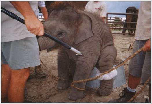 Training-Process-of-Young-Elephants-5