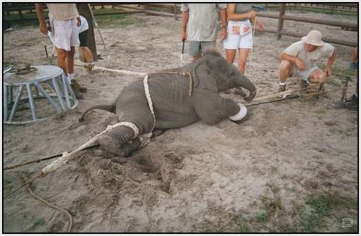 Training-Process-of-Young-Elephants-7