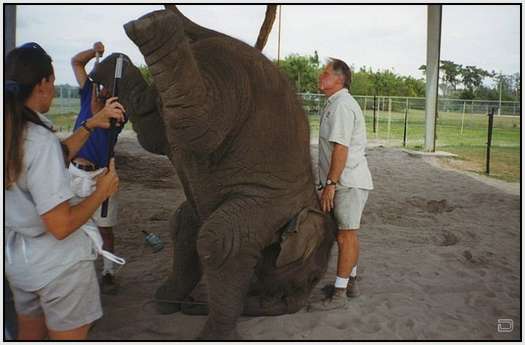 Training-Process-of-Young-Elephants-9