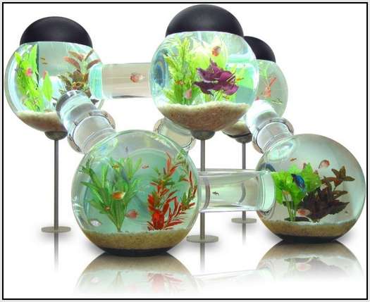 Labyrinth-Aquarium-2 Labyrinth-Aquarium-2
