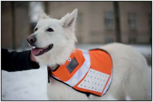 Messenger Dog - support Disaster Relief During Catastrophes Messenger-Dog-1